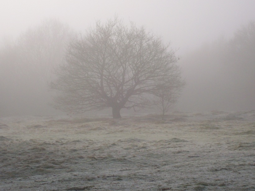 Solitary tree in the mist
